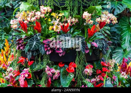 Display floreale in principessa di Galles Conservatorio, Kew Gardens, London, England, Regno Unito Foto Stock