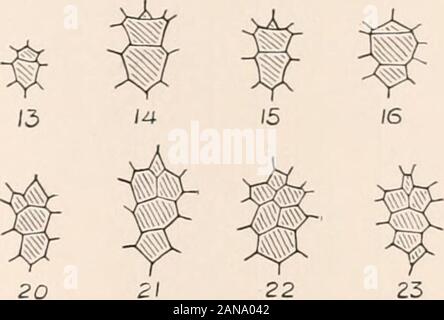 Memorie del museo di Zoölogy comparativa, a Harvard College di Cambridge, massa . Foto Stock