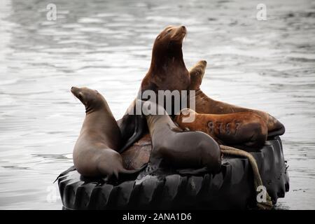 Northern le foche in California Foto Stock