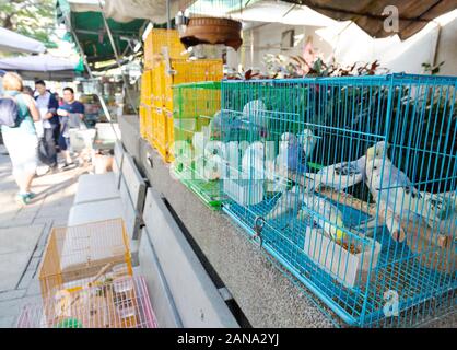 Mercato degli uccelli di Hong Kong - uccelli in gabbia, mercato di Hong kong, Hong Kong Asia di Kowloon, esempio mercato degli animali dell'Asia Foto Stock