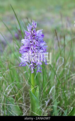 Orchis militaris, la Orchid militare nella Lobau Foto Stock