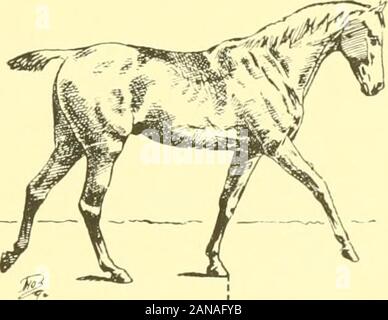 I punti del cavallo : un noto trattato sulla conformazione equina . Fig. 61. Fig. 62. ^SS Foto Stock