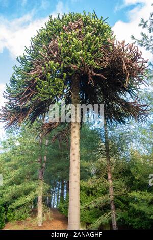 Monkey puzzle tree (Araucaria araucana) mostra segni di danni della siccità con rami marrone, UK. Foto Stock