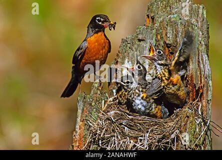 Un Americano robin pulcini di alimentazione al nido Foto Stock