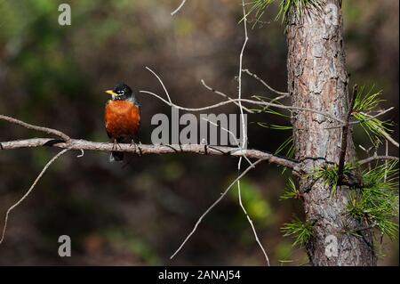 American robin in habitat boschivo Foto Stock