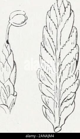 Handbook of British Hepaticae : contenente le descrizioni e le figure della specie indigene di Marchantia, Jungermannia, Riccia e Anthoceros . wn.| spore, marrone granulare. Perigonial J lascia il terminale sul più slenderstems, ampiamente ovali, con un margine di hyalineragged. Antheridiaroundish, uno o due insieme, onslender pedicels. Essere intermedio-162. 163. tween G. concinnatum e G. crenu-latum. Le foglie pressata strettamente insieme, in modo asnot per essere facilmente staccato, interamente o quasi,liscio in corrispondenza dei bordi e con nessuna delle cellule pro-jecting al di là delle altre (fig. 163). Gymnomitrium crenula Foto Stock