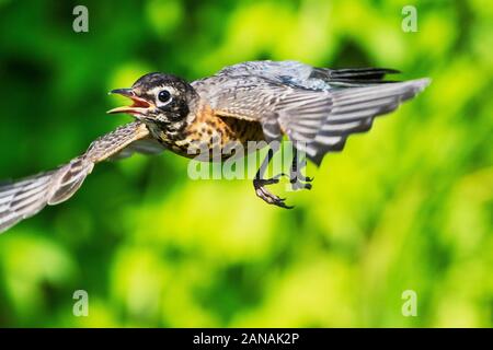 I capretti American robin in volo Foto Stock