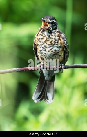 I capretti American robin Foto Stock