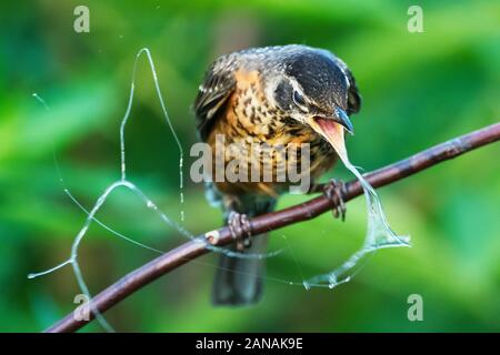 I capretti American robin regurgitating Foto Stock