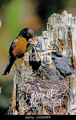 Un Americano robin alimentazione dei giovani pulcini a nido Foto Stock