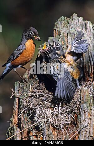 Un Americano robin alimentazione dei giovani pulcini a nido Foto Stock