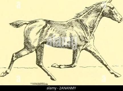 I punti del cavallo : un noto trattato sulla conformazione equina . Fig. 50.-Fine RightSupport.. Foto Stock