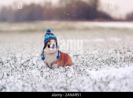 Grazioso cucciolo di cane rosso Corgi siede sul campo con erba verde su una giornata invernale in un divertente berretto lavorato a maglia durante una nevicata e sorridente felicemente Foto Stock