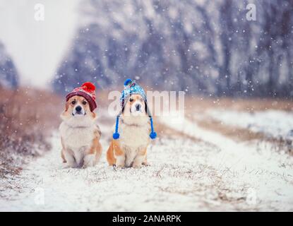 Due identico grazioso cucciolo di cane rosso Corgi seduto accanto a ogni altro nel parco per una passeggiata su una giornata invernale in caldo buffi cappelli a maglia durante snowf pesanti Foto Stock