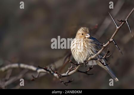 Una casa Finch, Haemorhous mexicanus, ramaglie Foto Stock