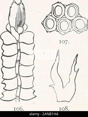 Handbook of British Hepaticae : contenente le descrizioni e le figure della specie indigene di Marchantia, Jungermannia, Riccia e Anthoceros . emarginatelybidentate o tridentato, con themiddle dente più grande o multi-dentato (fig. 105). Libera Stipules,piccola, bifido e sono arredate con un smalltooth talvolta circa la base ;terminale di frutta, cade,prismatico gli angoli senza ali, mouthlaciniate, laciniae dentato, bractslarger, molti opportunamente dentata in corrispondenza dell'apice,a volte con il margine dorsale ; dentellate invo-lucral stipules ovali e bifido. Lophocolea heterophylla, Schr. Stelo ascendente, ramificato, lea Foto Stock