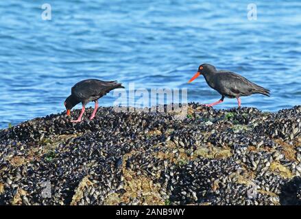 Nero africano (Oystercatcher Haematopus moquini) coppia di alimentazione cozza sulla roccia di copertura Langebaan, Western Cape, Sud Africa Novembre Foto Stock