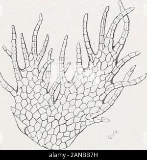 Handbook of British Hepaticae : contenente le descrizioni e le figure della specie indigene di Marchantia, Jungermannia, Riccia e Anthoceros . 50.flexuose cilia (fig. 50), raramente a forcella, e jointedthroughout; bruno-verde o violacea tendente al marrone. Stipules quad-rate, più ampio altodel stelo, adpressed,inegualmente lobate a theend, lungo la wholemargin orlata withlong cilia, che arenarrower rispetto a theleaves(fig. 51). Perichae- io,d tial foglie, due o tre computer Mac alla base di eachcalyx, strettamente adpressed,ampiamente ovali, tagliato in due o tre disparità di seg-zioni e ciliato lungo il margine. Calice th Foto Stock