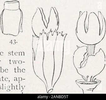 Handbook of British Hepaticae : contenente le descrizioni e le figure della specie indigene di Marchantia, Jungermannia, Riccia e Anthoceros . 42. Vecchie mura, rocce e tronchi. (Fr. Marzo, Aprile.) cresce in misura notevole le patch. Steli 1 a 2 o 3 pollici di lunghezza, flexuose, spesso pinnate, rami withstraggling,che sono againshortly ramificato.foglie strettamente im-bricate in due righe,in modo da concealthe parte superiore dello stelo(fig. 42), in modo ineguale a due lobi, il lobo superiore thelargest, alternativo, ovali, ap-proaching round, slightlyconcave, margini incurvata,intero, o qua e là 44 4^ leggermente dente Foto Stock