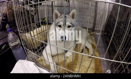 Triste laika cane giacente in gabbia a animal shelter, attesa per il futuro proprietario aiutare il pet Foto Stock