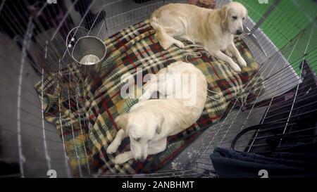 Due golden retriever obbediente giacente in una gabbia di asili nido, in attesa di approvazione Foto Stock