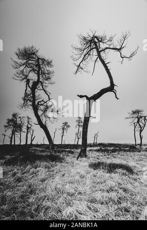 Noir Flohay, gli alberi morti bruciati in un incendio, Belgio Ardenne Foto Stock