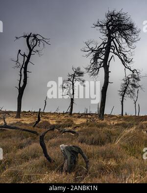 Noir Flohay, gli alberi morti bruciati in un incendio, Belgio Ardenne Foto Stock