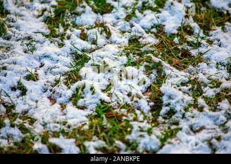 Strato sottile di prima neve sul prato verde. L'inverno è venuta sfondo Foto Stock