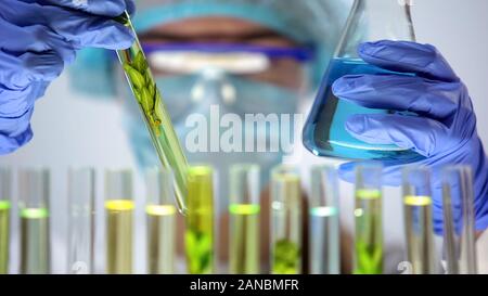 Farmacia confrontando il tubo di prova con pianta verde e blu liquido nel pallone, scienza Foto Stock