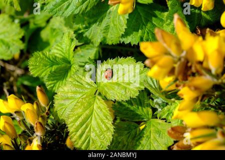 Un ladybird seduto su una foglia di ramble Foto Stock