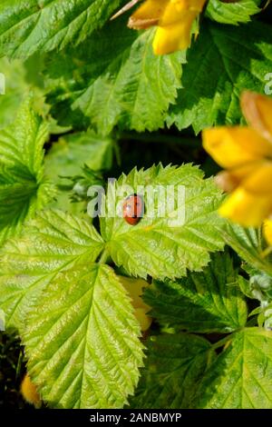 Un ladybird seduto su una foglia di ramble Foto Stock