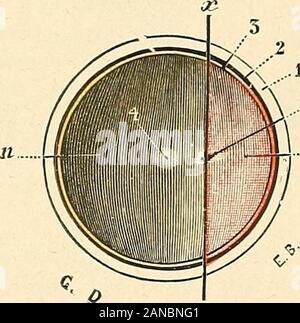 Traité d'anatomie humaine . en rappe-lant sommairement, dune parte les principales collegamenti du centre de corticale lavision, dautre parte fibre les descendantes de la voie optique. Trajet extra-cérébral ou sous-cérébral des optiques fibre. - Peu aprèsleur entrée dans la cavité crânienne, les libres constitutives du nerf opticjue serendent dabord au ehiasma (voy. Chiasma, p. 618), zoppi blanche de forme qua-drilatère, quelles abordent par son antéro angolo-externe. De là, elles passentdans la bandelette optique (VO3^ Bandelette optique, p. 618), qui se sépare duchiasma au niveau de son angolo p Foto Stock