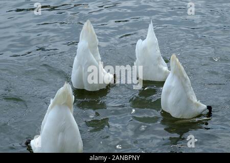 Cigni muti Foto Stock