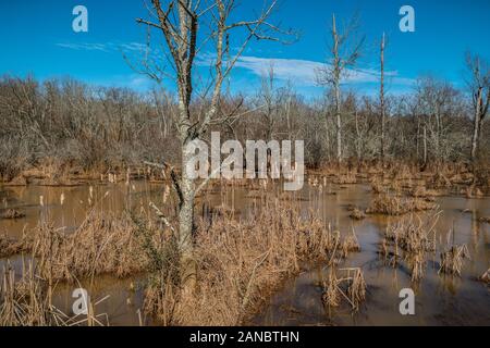 Un albero in primo piano con morti cattails e alte erbe in acqua in zone umide con boschi in background su un luminoso giorno ho Foto Stock