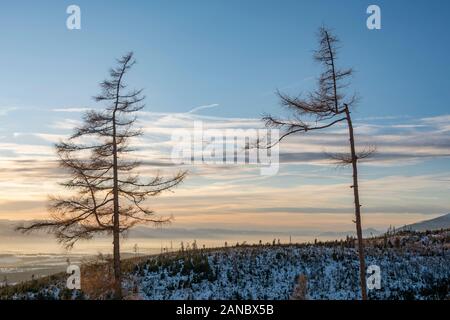 Lonely alti alberi in Alti Tatra. La Slovacchia, Europa Foto Stock