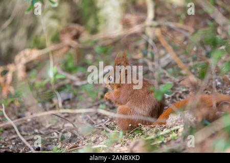 Vista posteriore primo piano di cute wild UK rosso scoiattolo (Sciurus vulgaris) isolato all'aperto alimentazione, mangiare noci in bosco naturale. Animali selvatici del Regno Unito. Foto Stock