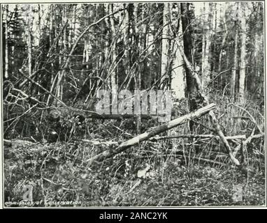 La protezione delle foreste in Canada, 1912-1914, dalla Clyde Leavitt . I resti di due grandi SPRUCE TOPS DIECI ANNI DOPO BEINGPROPERLY LOPPEDvast maggioranza delle cime di questa operazione sono completamente scomparse. Parco Nehasame,Adirondacks. iCourtesy di N.Y. Servizio pubblico. un attraverso questa parte superiore, che si estende fino alla punta dei rami superiori, consumando materiale thefiner e portante il fuoco all'adiacente live balsamo. TOP-eseguire potature IN ADIRONDACKS 67 spazzola è gettato da parte per fare spazio per la costruzione di skid-strade senza alcun pensiero come la teoria sottostante del top-eseguire potature di legge, o qualsiasi desiderio intelligente Foto Stock