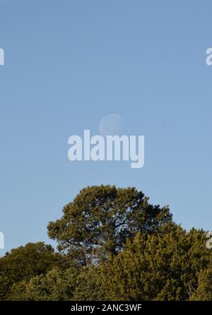 Luna sopra gli alberi Foto Stock