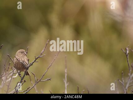 House Finch seduto su un ramo Foto Stock