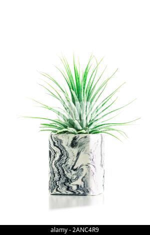 Raccolta di marmo succulente geometrica piantatrici con bellissimo piccolo le piante succulente sul ripiano bianco contro il muro bianco. Lifestyle home decoration Foto Stock