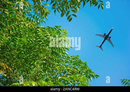 Aeroplano che vola al di sopra della foresta, vista dal basso Foto Stock