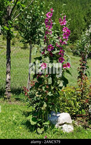 Macro bellissima Alcea rosea, Rosa Malva o Hollyhock fiore nel giardino manastery, villaggio Zhelyava, Bulgaria Foto Stock