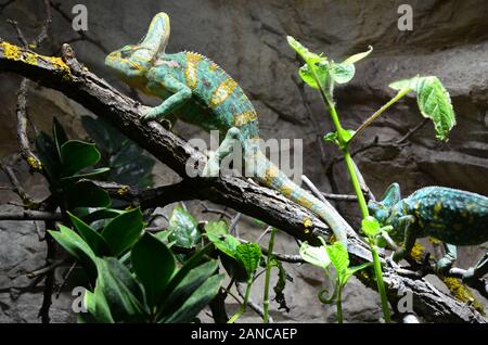 Iguana verde dorme sulla struttura ad albero nel giardino zoologico Foto Stock