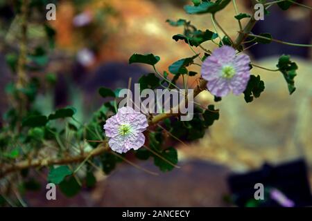 Sarcocaulon marlothii,syn Monsonia marlothii,bushman's candela,namibia,namibiano pianta nativa,rosa bianco fiori,fioritura,impianto,piante,RM Floral Foto Stock