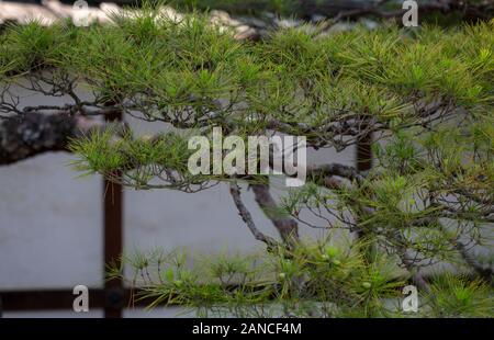 Gli elementi di design da giardino e i giardini del Palazzo Imperiale di Kyoto, Giappone Foto Stock