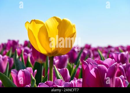 Individualità, differenza e concetto di leadership. Distinguiti dalla folla. Un unico tulipano giallo in un campo di tulipani viola contro un cielo blu. Foto Stock