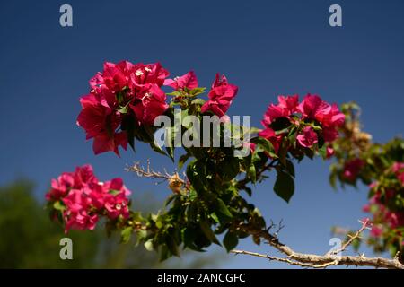 Il Bougainvillea spectabilis,fiori rosa,fiore,fioritura,impianto,piante,vigneti,vine, scalata, scalatore,RM Floral Foto Stock