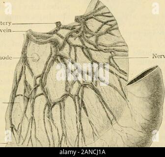 Anatomia Umana, tra cui la struttura e lo sviluppo e considerazioni di ordine pratico . e fornente la muscolare e tessuto stromale ; altri pass directlytoward villi, i quali entrano e alimentazione da rete capillare-opere occupando theperiphery delle sporgenze. Le vene delle pareti intestinali iniziare entro themucosa al di sotto dell'epitelio e gradualmente ampliando come scendono, becometributary alla più grande eins entro la sottomucosa. Quest'ultimo seguire le arterie intheir passaggio attraverso la tonaca muscolare, unendosi a formare il più grande venouschannels emergenti che accompagnano la circolazione arteriosa Foto Stock