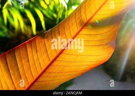 Tropical banana leaf texture, grandi foglie di palma con la luce del sole sullo sfondo. Concetto di vacanza tropicale. Foto Stock