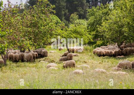 Gregge di pecore che pascolano in oliveti nella città spagnola settentrionale di Potes nel Picos de Europa Spagna Foto Stock